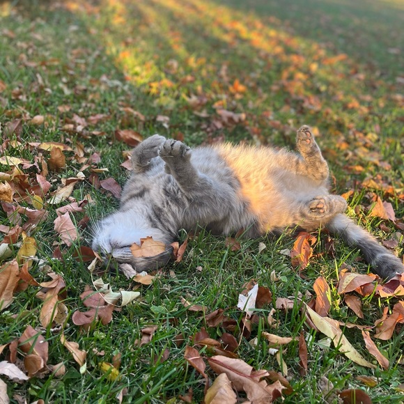 Tag your PFFs! Hosting “Everything Pets Posh Party” on 10/13/2023! - Picture 9 of 9